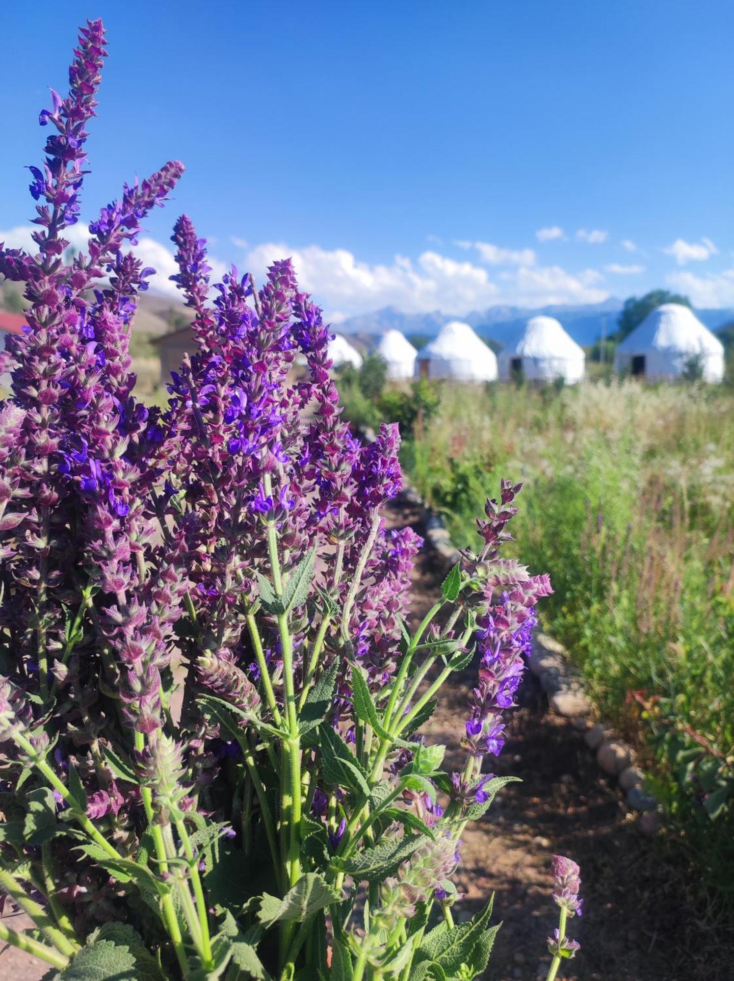 Eco Village Lodge Dzhetyoguz 외부 사진